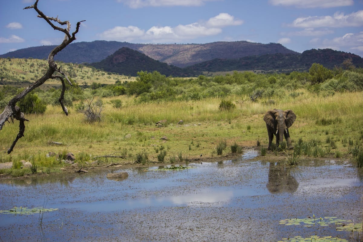 Pilanesberg Safari